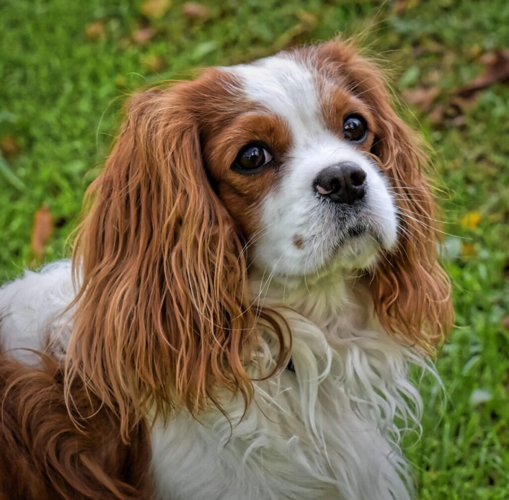 dog, cavalier king charles spaniel, funny, domestic animal, animal, pet, fur, brown, nature, white, cute