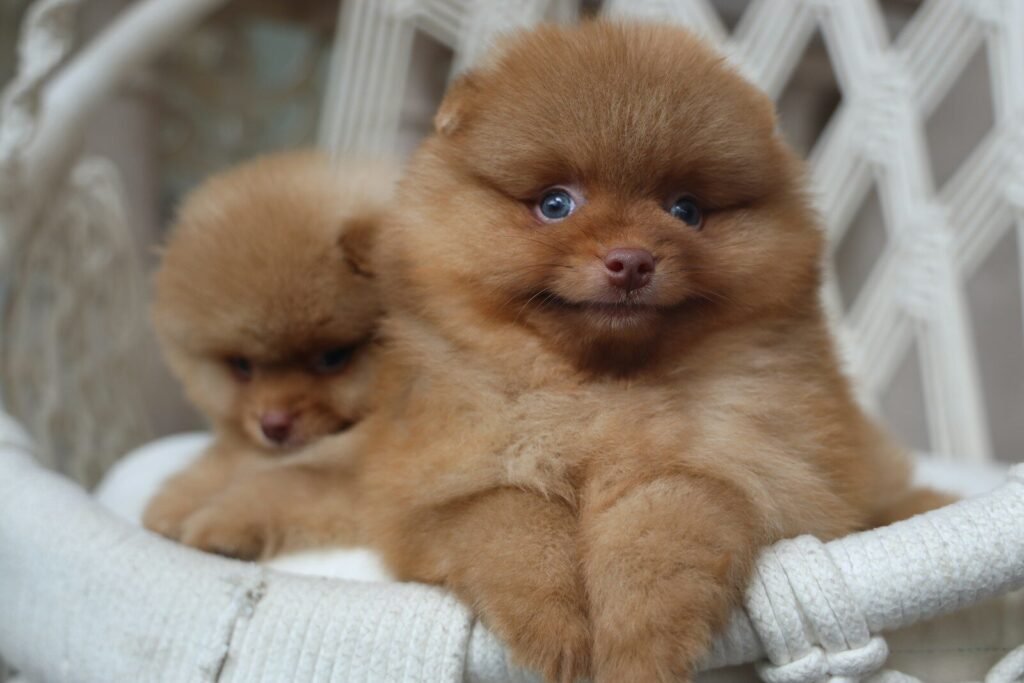 Two fluffy pomeranian puppies resting in a chair.
