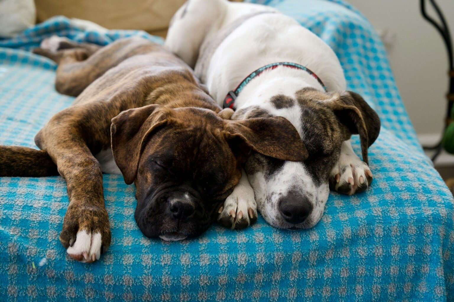 a couple of dogs laying on top of a bed