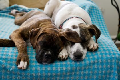 a couple of dogs laying on top of a bed