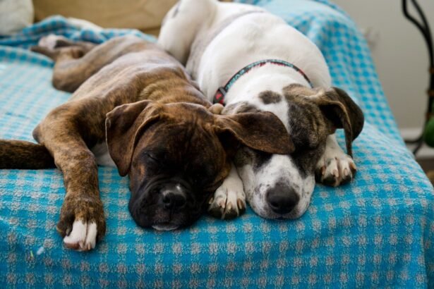 a couple of dogs laying on top of a bed